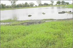 Paga Crocodile Pond
